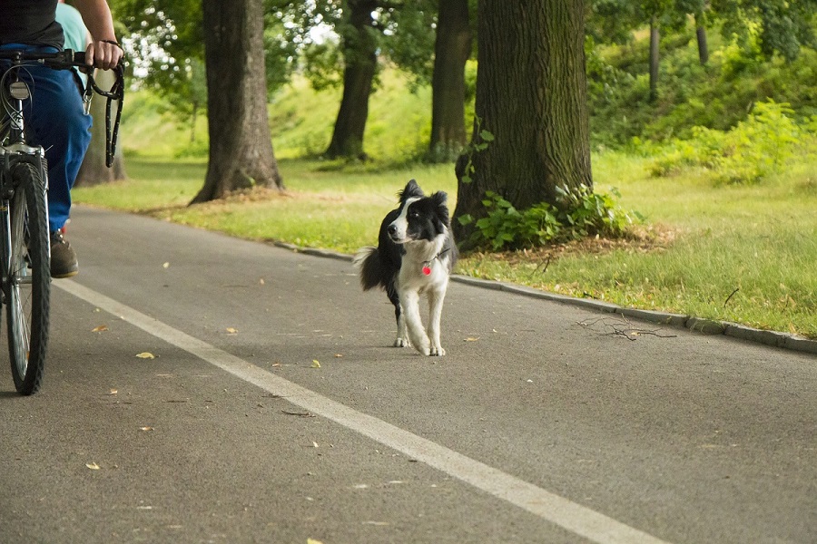 Border-Collie - perfekte Hunderasse fürs Fahrradfaren mit Hund