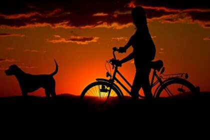 Fahrradfahren mit Hund – Tipps und Tricks für mehr Sicherheit