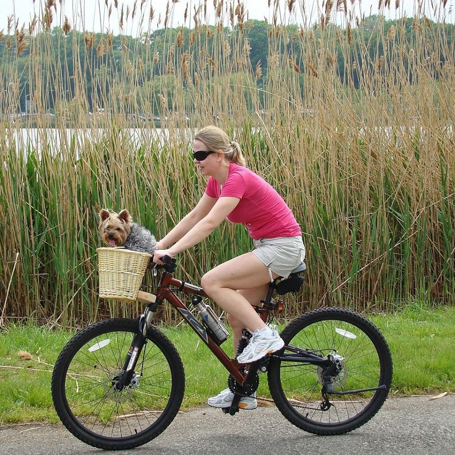 Transport des Hundes auf dem Fahrrad